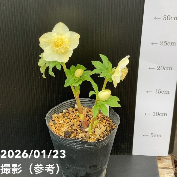 一点物】加藤農園 クリスマスローズ 4.5号（KT48）｜山野04-PA | 草花