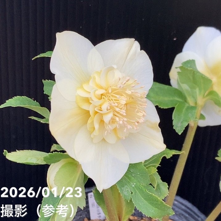 一点物】加藤農園 クリスマスローズ 4.5号（KT48）｜山野04-PA | 草花