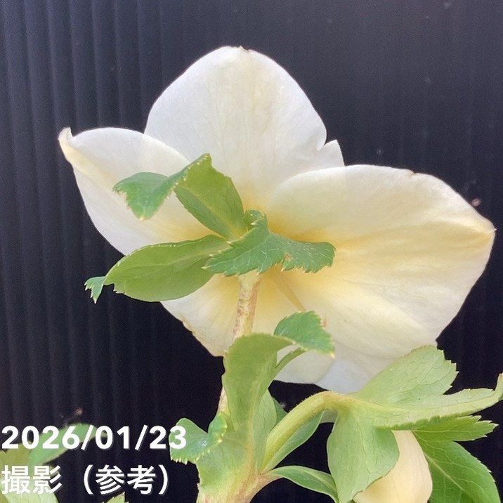 一点物】加藤農園 クリスマスローズ 4.5号（KT48）｜山野04-PA | 草花