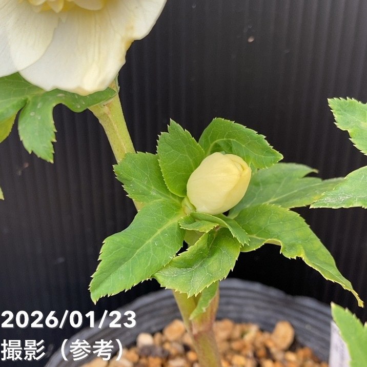 一点物】加藤農園 クリスマスローズ 4.5号（KT48）｜山野04-PA | 草花
