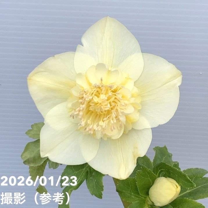 一点物】加藤農園 クリスマスローズ 4.5号（KT48）｜山野04-PA | 草花