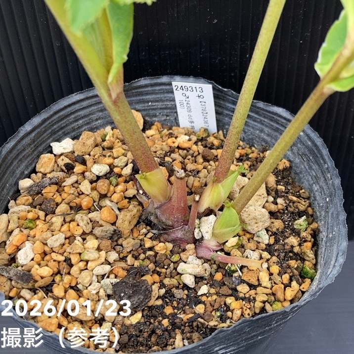 一点物】加藤農園 クリスマスローズ 4.5号（KT48）｜山野04-PA | 草花