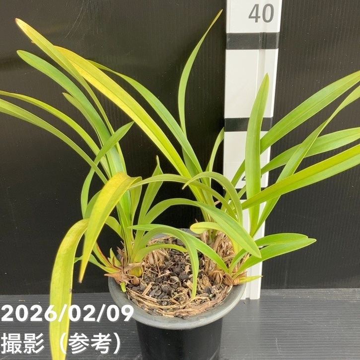花芽5個＞キンリョウヘン 5号（白花）｜ミツバチ蘭｜洋蘭10-TU | 草花
