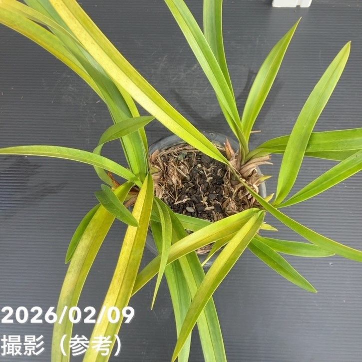 花芽5個＞キンリョウヘン 5号（白花）｜ミツバチ蘭｜洋蘭10-TU | 草花