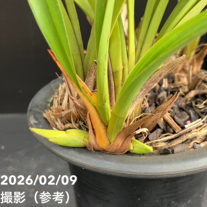 花芽5個＞キンリョウヘン 5号（白花）｜ミツバチ蘭｜洋蘭10-TU | 草花