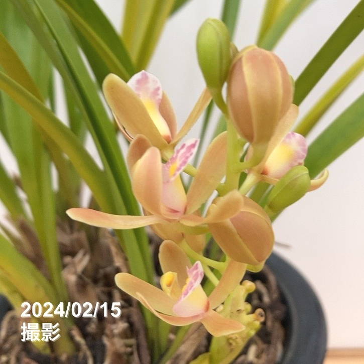 花芽5個＞キンリョウヘン 5号（白花）｜ミツバチ蘭｜洋蘭10-TU | 草花
