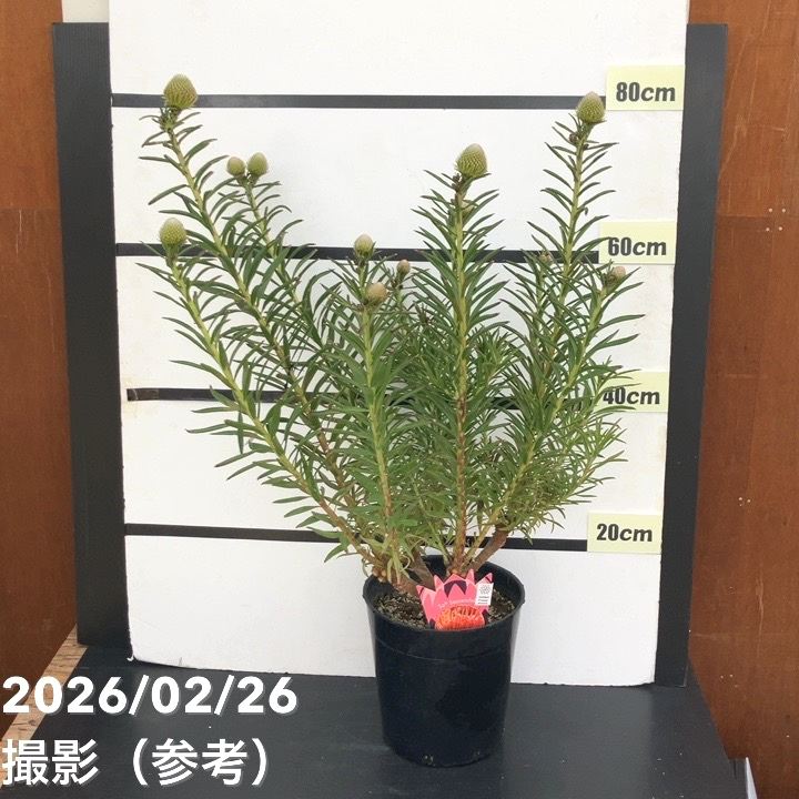 現品お届け】リューコスペルマム サクセスフル 7号｜花木10-TU | 花木