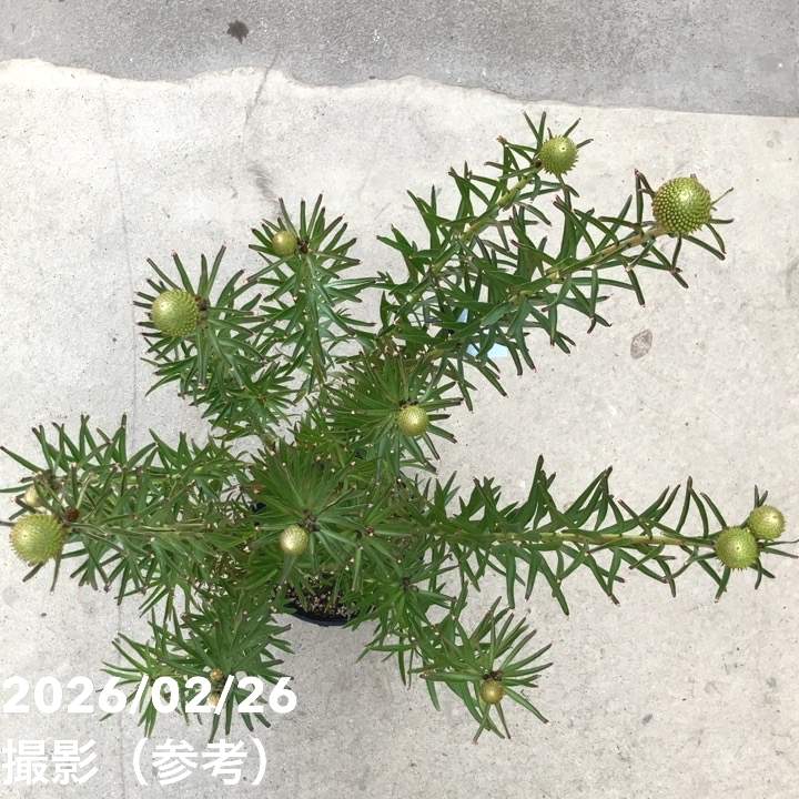 現品お届け】リューコスペルマム サクセスフル 7号｜花木10-TU | 花木
