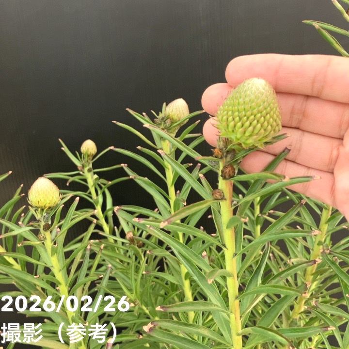 現品お届け】リューコスペルマム サクセスフル 7号｜花木10-TU | 花木