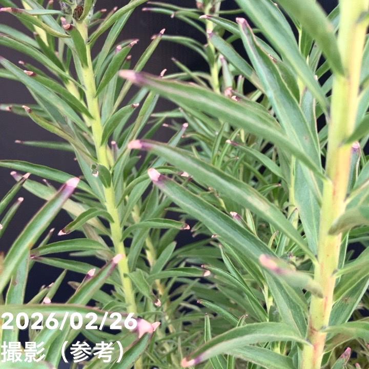 現品お届け】リューコスペルマム サクセスフル 7号｜花木10-TU | 花木