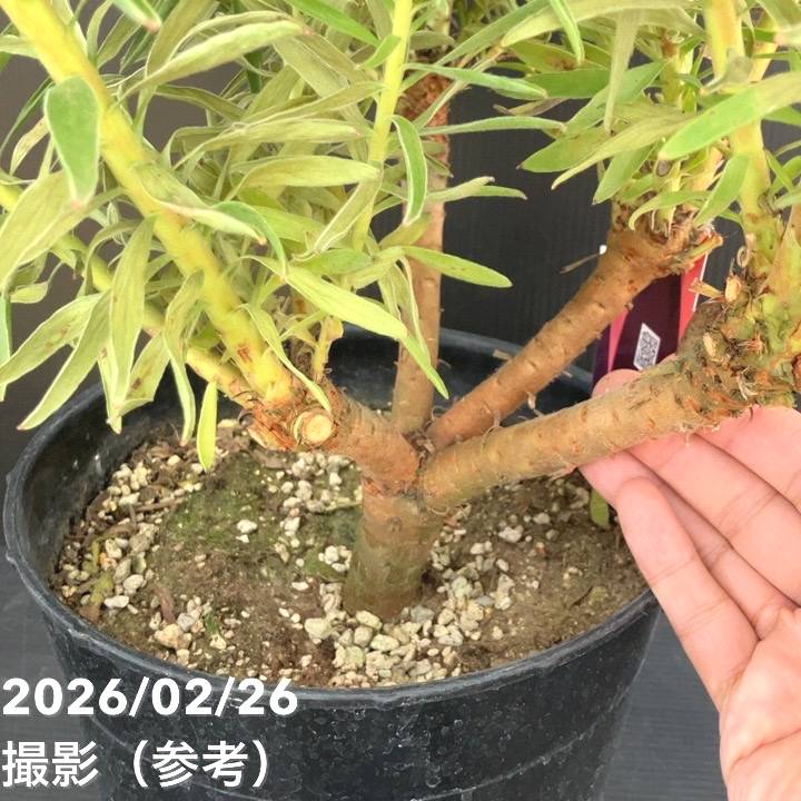 現品お届け】リューコスペルマム サクセスフル 7号｜花木10-TU | 花木