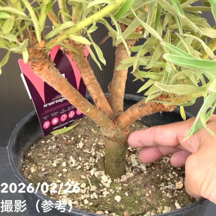 現品お届け】リューコスペルマム サクセスフル 7号｜花木10-TU | 花木