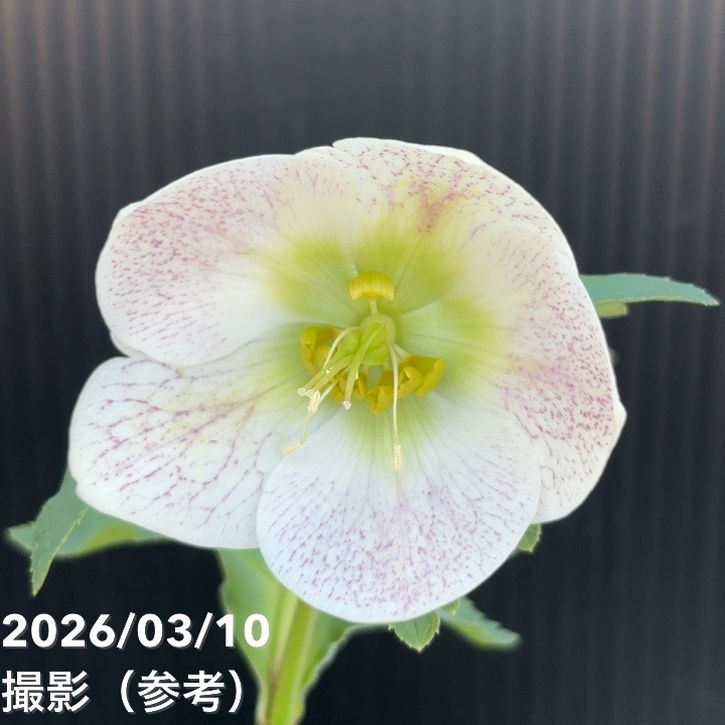 一点物】大和園 クリスマスローズ 4.5号（YA24）｜山野04-PA | 草花