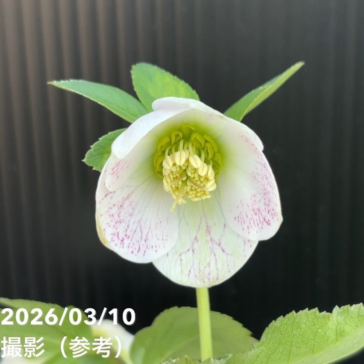 一点物】大和園 クリスマスローズ 4.5号（YA24）｜山野04-PA | 草花