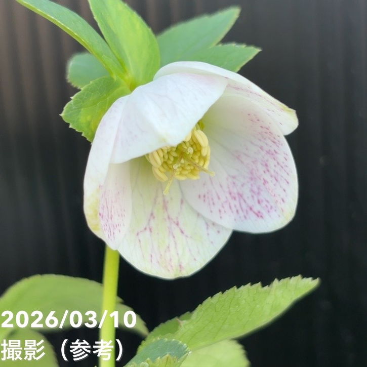 一点物】大和園 クリスマスローズ 4.5号（YA24）｜山野04-PA | 草花