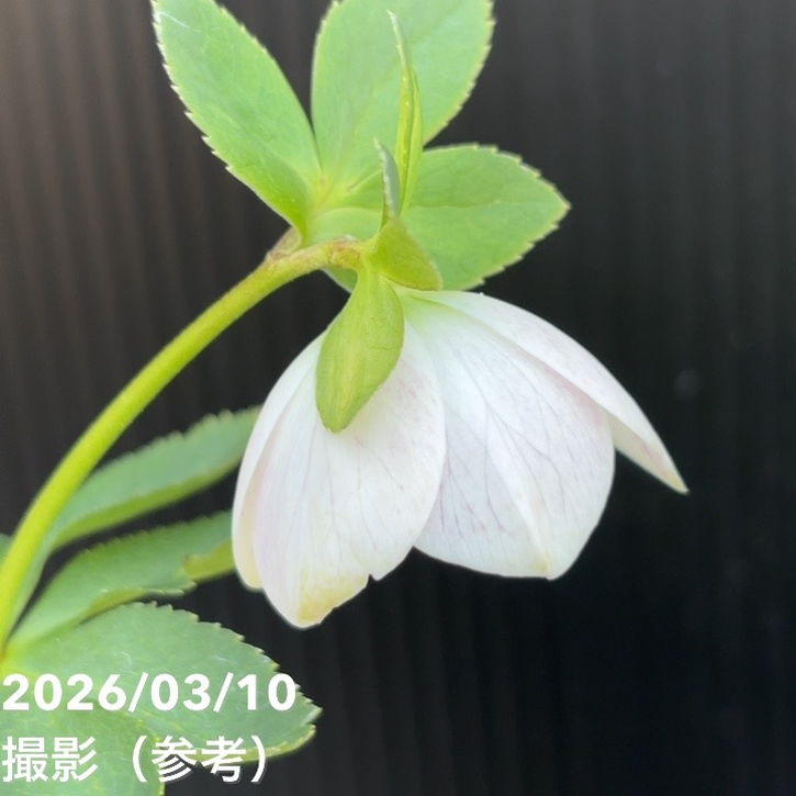 一点物】大和園 クリスマスローズ 4.5号（YA24）｜山野04-PA | 草花