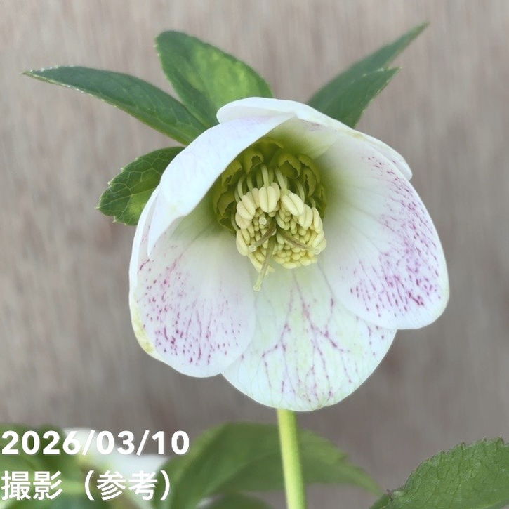 一点物】大和園 クリスマスローズ 4.5号（YA24）｜山野04-PA | 草花