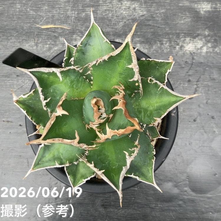 アガベ 4号 海王｜観葉10-TU | 観葉・多肉,アガベ | 赤塚植物園