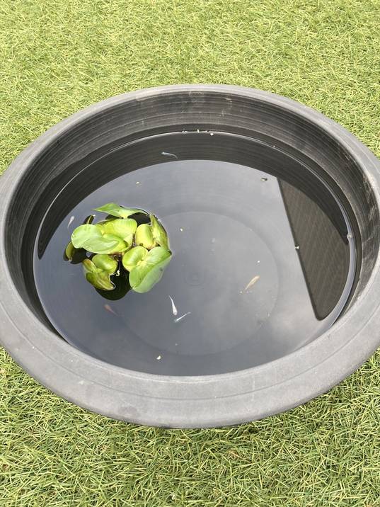 未使用長期保管　ツボ　睡蓮鉢　観葉植物鉢 メダカ用にも 軽くて丈夫なスイレン鉢 直径38cmの小サイズ（黒）メダカにも