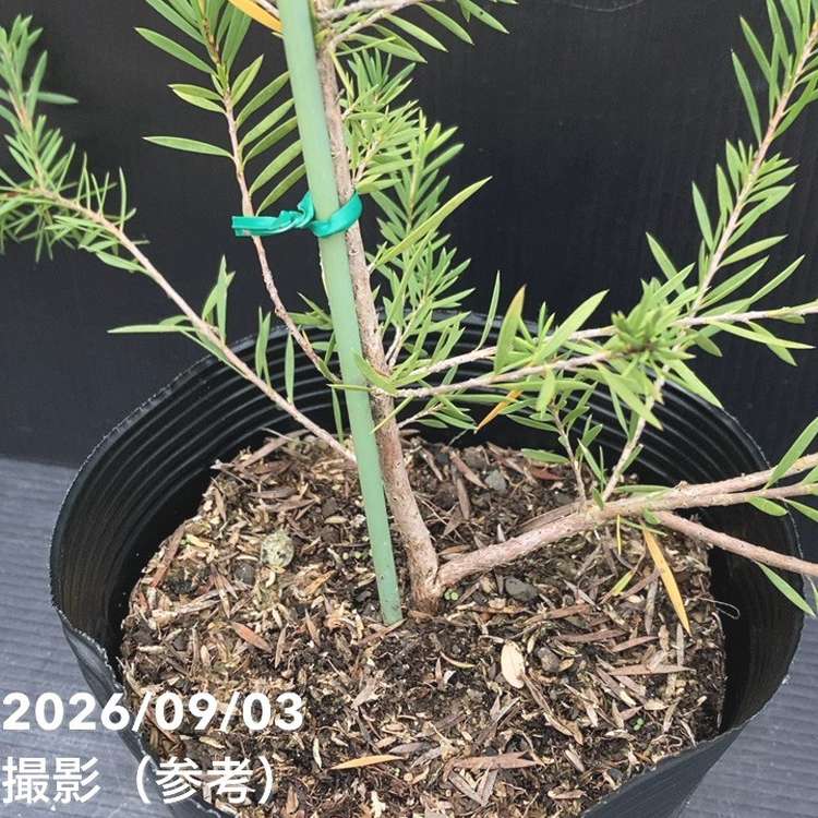カリステモンロッキーランブラー　オージープランツ カリステモン ロッキーランブラー 5号 ※お届けに10日程度かかる場合が