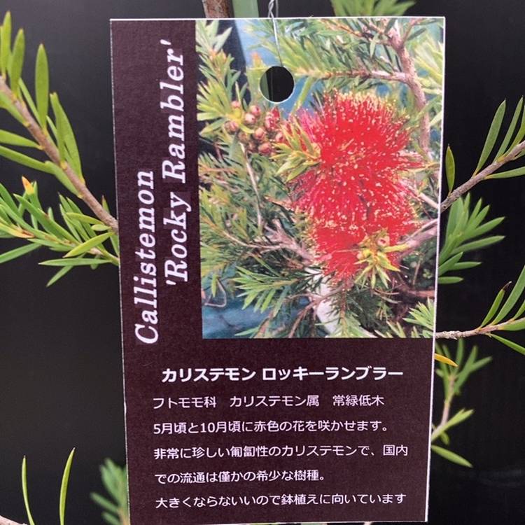 カリステモン ロッキーランブラー 5号 ※お届けに10日程度かかる場合が