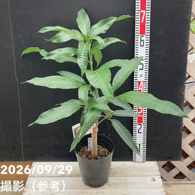 マンゴーの木 キンミツ 5.5号｜果樹04-PA | 果樹 | 赤塚植物園