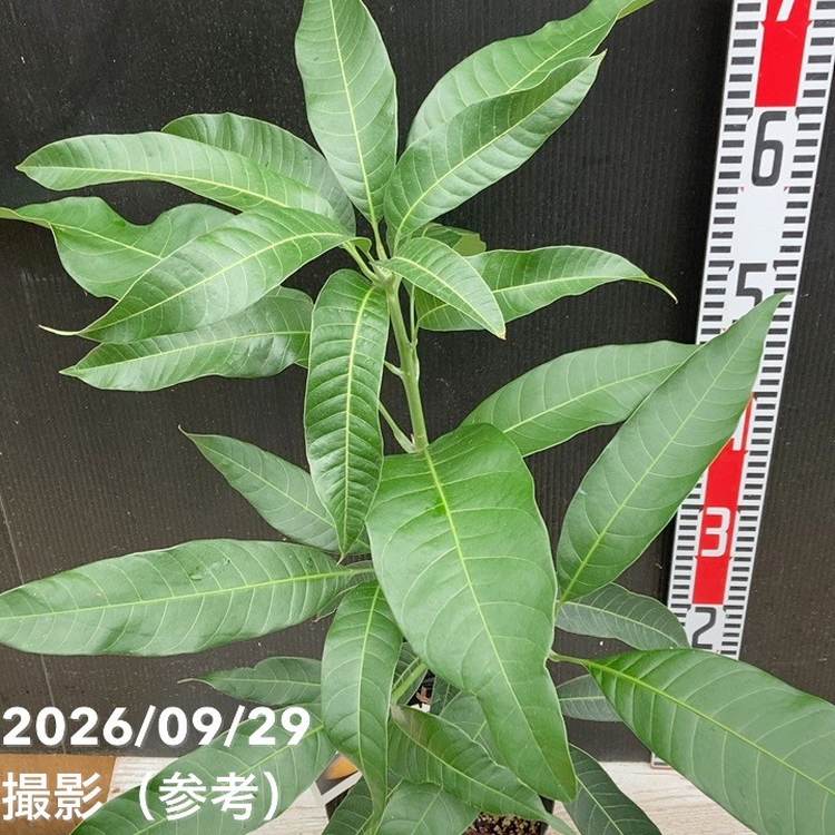 マンゴーの木 キンミツ 5.5号｜果樹04-PA | 果樹 | 赤塚植物園