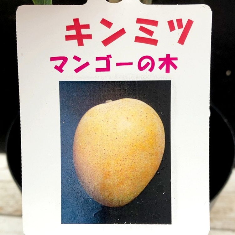 マンゴーの木 キンミツ 5.5号｜果樹04-PA | 果樹 | 赤塚植物園