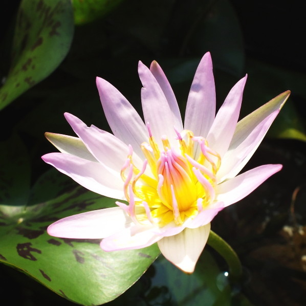 熱帯スイレン 4号 ピンクルビー｜草花01-D1 | 草花,熱帯スイレン・温帯