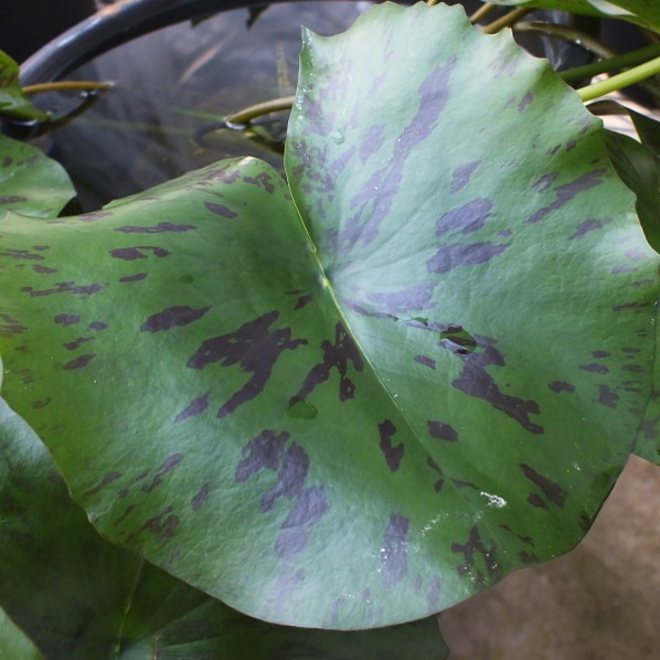 熱帯スイレン 4号 ピンクルビー｜草花01-D1 | 草花,熱帯スイレン・温帯