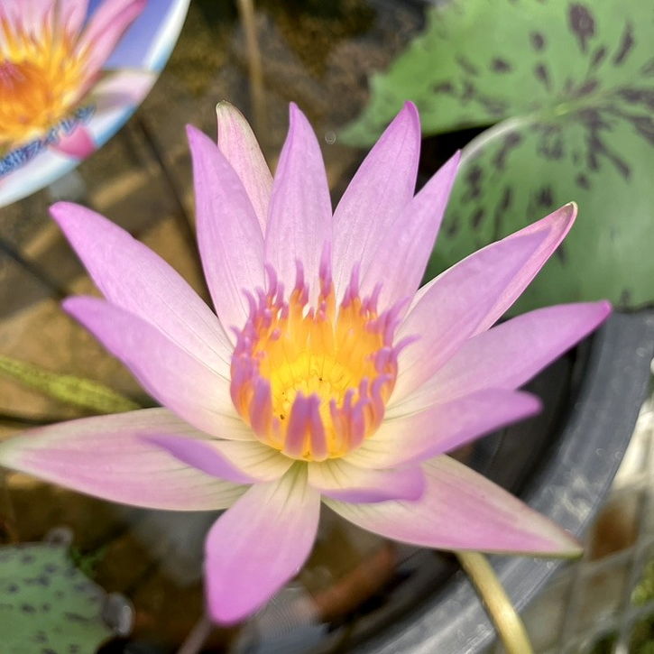 おまとめ品【ムカゴ1株】B 熱帯睡蓮 ピンクルビーのムカゴ スイレン ピンク色 熱帯睡蓮「ムラサキシキブ」💜ムカゴ種とは何ぞや❓ ⑥枚目