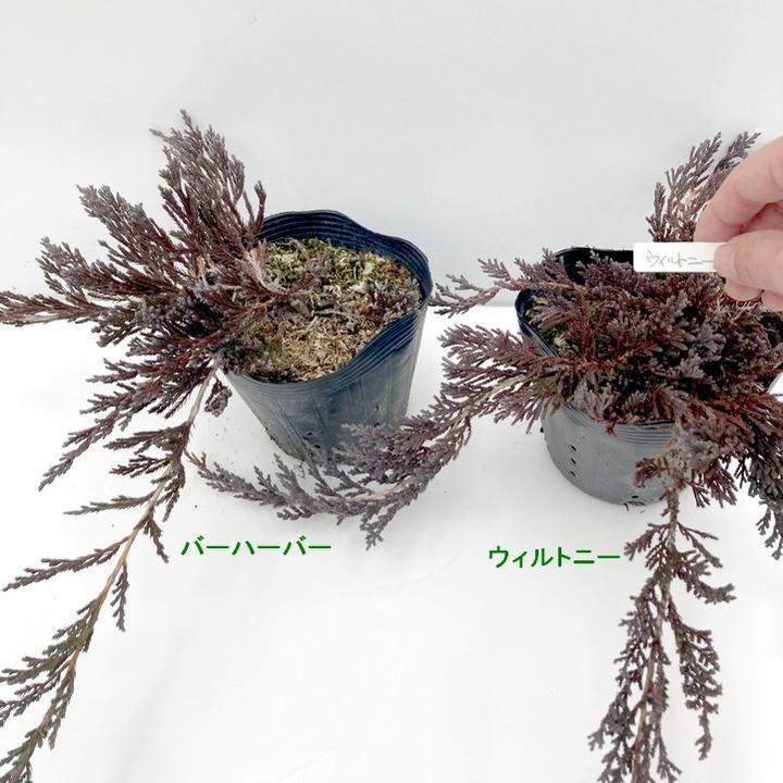 常緑・這性（はいせい）コニファー ウィルトニー 5号 ※お届けに10日