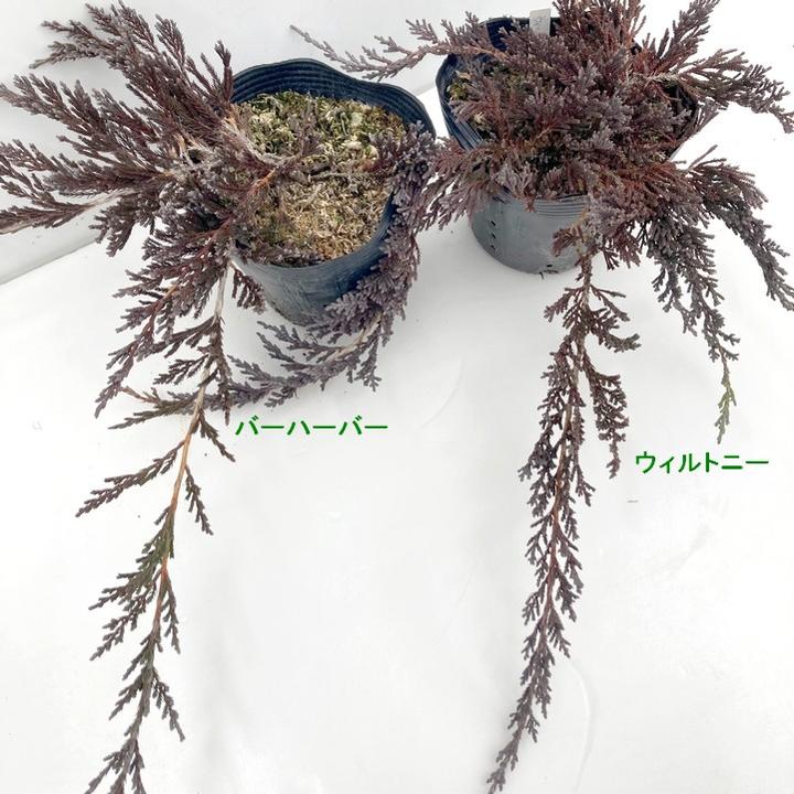 常緑・這性（はいせい）コニファー ウィルトニー 5号 ※お届けに10日