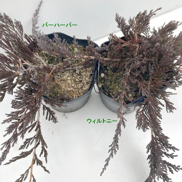 常緑・這性（はいせい）コニファー ウィルトニー 5号 ※お届けに10日