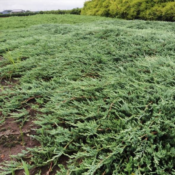 常緑・這性（はいせい）コニファー ウィルトニー 5号 ※お届けに10日