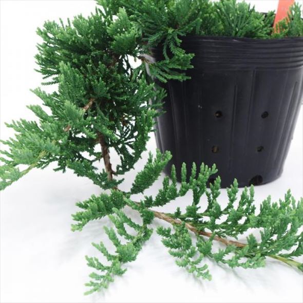 常緑・這性（はいせい）コニファー ウィルトニー 5号 ※お届けに10日