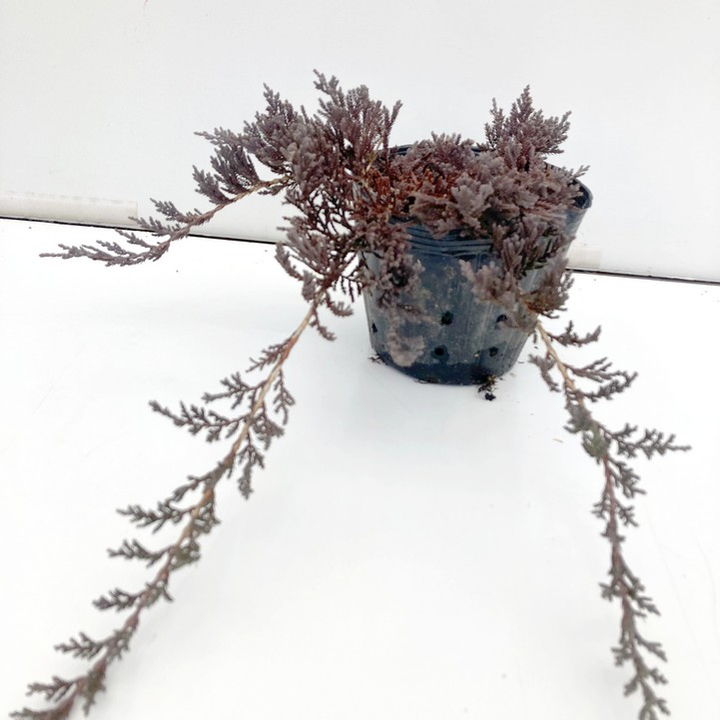 ウィルトニー　盆栽風 常緑・這性（はいせい）コニファー ウィルトニー 5号 ※お届けに10日