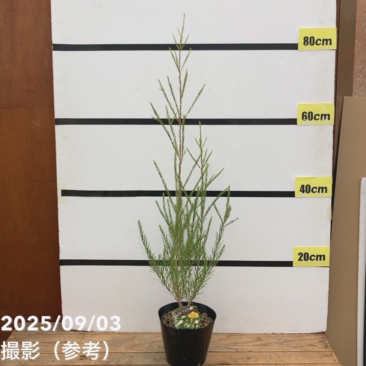 【高さ120㎝前後‼️】メラレウカ　メディカルティーツリー ティーツリー　苗 高さ140㎝前後‼️】メラレウカ メディカルティーツリー ティー
