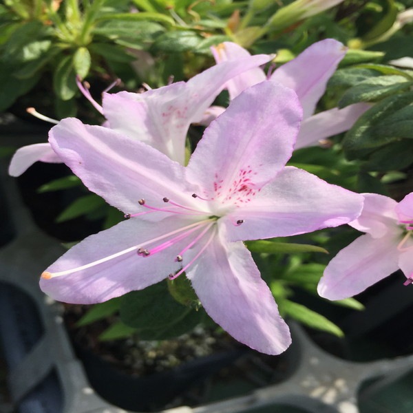 ツツジ 琉球(キシ)ツツジ 若さぎ × 3株セット | 花木・庭木,サツキ 最短翌日発送可 ※琉球ツツジ 100センチ※ その他