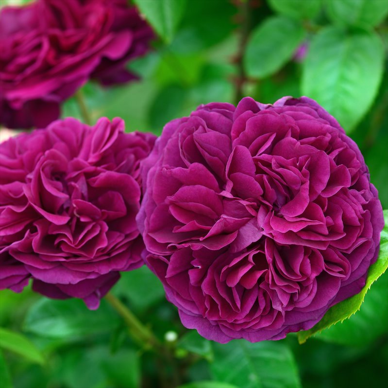 バラ大苗 アレゴリー 7号 Delbard デルバール｜花木04-PA | 花木・庭木