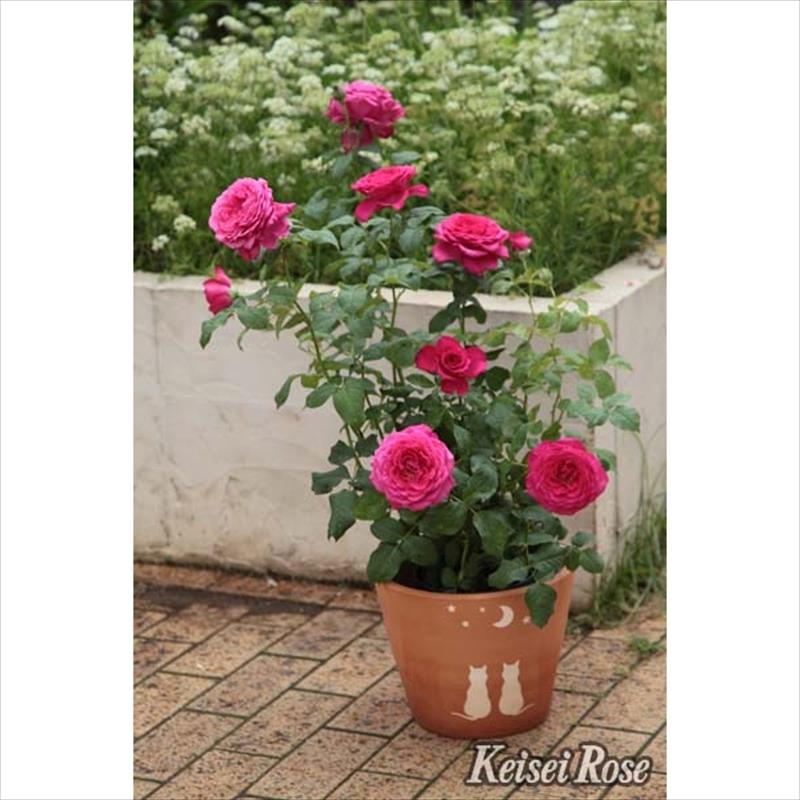 バラ大苗 ゲーテローズ 6号 京成バラ園芸｜花木04-PA | 花木・庭木