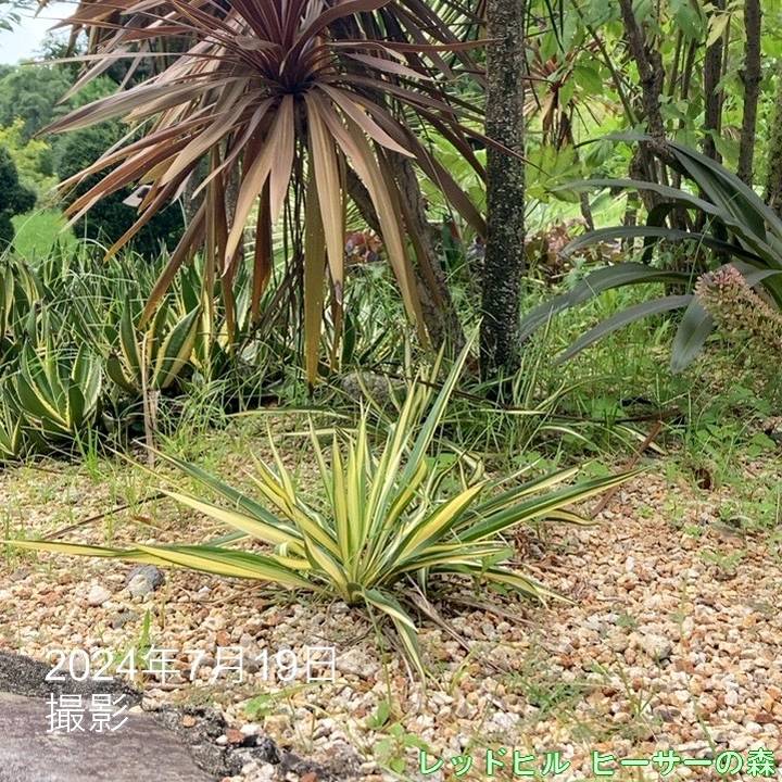 yucca様確認用 ユッカ 6号 フィラメントーサ カラーガード（Yucca flamentosa