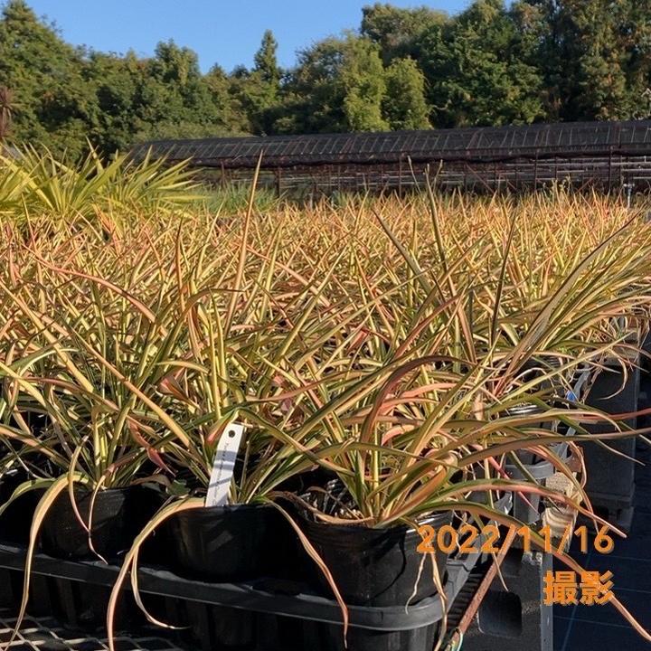 ユッカ 4号 フィラメントーサ カラーガード（Yucca flamentosa Color