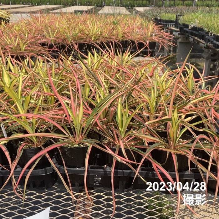 ユッカ 4号 フィラメントーサ カラーガード（Yucca flamentosa