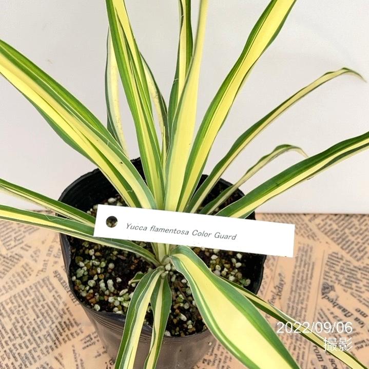 ユッカ 4号 フィラメントーサ カラーガード（Yucca flamentosa