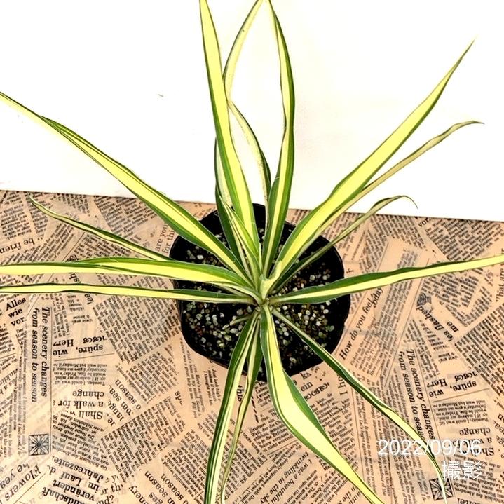 ユッカ 4号 フィラメントーサ カラーガード（Yucca flamentosa Color