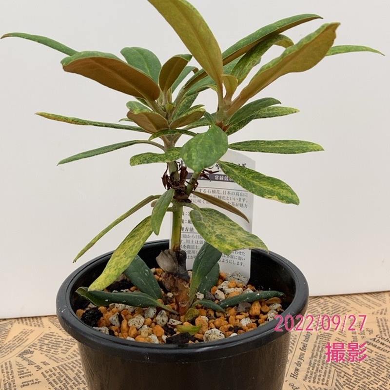 ソテツ10号鉢つき激レア5頭❗