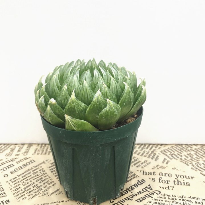 ハオルチア 2.5号 Emerald LED［3-14］｜観葉02-D2 | 観葉・多肉