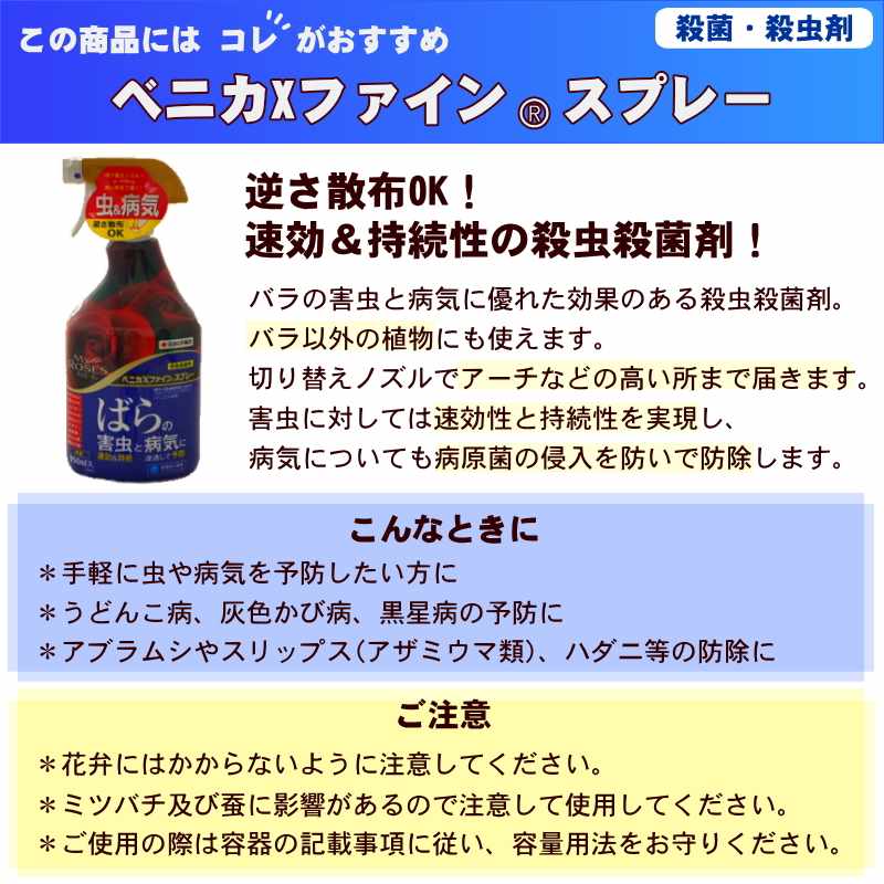 バラ大苗 アミ・ロマンティカ 4.5号ロングポット 京成バラ園芸|花木04-PA