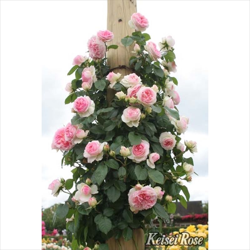 バラ大苗 アミ・ロマンティカ 4.5号ロングポット 京成バラ園芸|花木04-PA